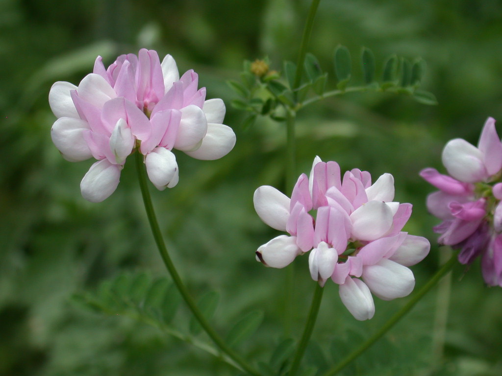 Securigera varia / Cornetta ginestrina